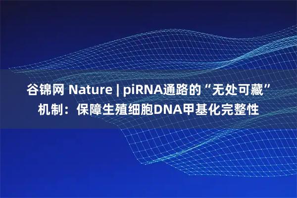 谷锦网 Nature | piRNA通路的“无处可藏”机制：保障生殖细胞DNA甲基化完整性